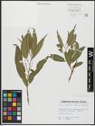 Foto von Salix alba L. x Salix fragilis L.